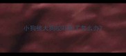 小狗被大狗咬吓到了怎么办