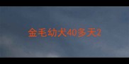 金毛幼犬40多天