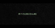 两个月比熊犬怎么喂
