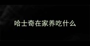 哈士奇在家养吃什么