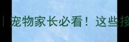 上海狂犬疫苗全攻略宠物家长必看这些接种细节90的人不知道