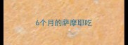 6个月的萨摩耶吃