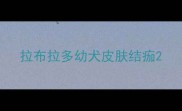 拉布拉多幼犬皮肤结痂