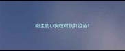 刚生的小狗啥时候打疫苗