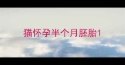 猫怀孕半个月胚胎