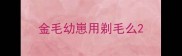 金毛幼崽用剃毛么