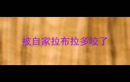被自家拉布拉多咬了