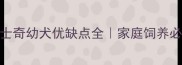 北京哈士奇幼犬优缺点全家庭饲养必备指南