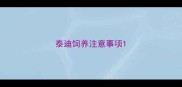 泰迪饲养注意事项