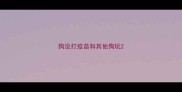 狗没打疫苗和其他狗玩
