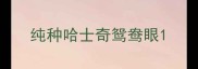 纯种哈士奇鸳鸯眼