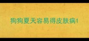 狗狗夏天容易得皮肤病