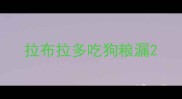 拉布拉多吃狗粮漏
