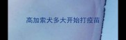 高加索犬多大开始打疫苗