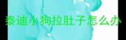 泰迪小狗拉肚子怎么办