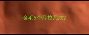 金毛5个月拉几次