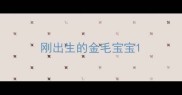 刚出生的金毛宝宝