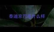 泰迪京巴串什么样