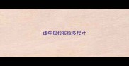 成年母拉布拉多尺寸