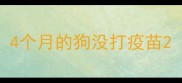 4个月的狗没打疫苗