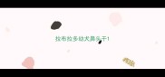 拉布拉多幼犬鼻头干