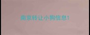 南京转让小狗信息