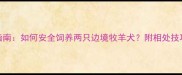 边牧犬饲养指南如何安全饲养两只边境牧羊犬附相处技巧与注意事项