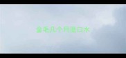 金毛几个月流口水