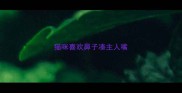猫咪喜欢鼻子凑主人嘴