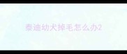 泰迪幼犬掉毛怎么办