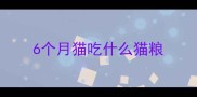 6个月猫吃什么猫粮