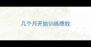 几个月开始训练德牧