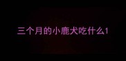 三个月的小鹿犬吃什么