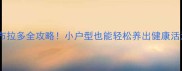 公寓养拉布拉多全攻略小户型也能轻松养出健康活泼的毛孩