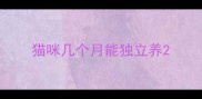 猫咪几个月能独立养