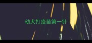 幼犬打疫苗第一针