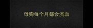 母狗每个月都会流血