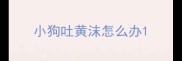 小狗吐黄沫怎么办
