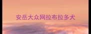 安岳大众网拉布拉多犬