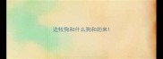 边牧狗和什么狗和的来