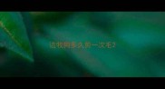 边牧狗多久剪一次毛