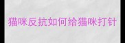 猫咪反抗如何给猫咪打针