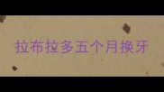 拉布拉多五个月换牙