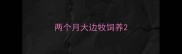 两个月大边牧饲养