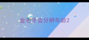 金毛牙齿分辨年龄