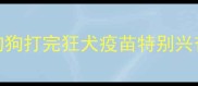 狗狗打完狂犬疫苗特别兴奋