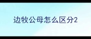 边牧公母怎么区分