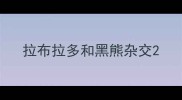 拉布拉多和黑熊杂交