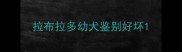 拉布拉多幼犬鉴别好坏