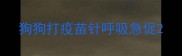 狗狗打疫苗针呼吸急促